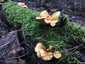 Narancsvörös álrókagomba (Hygrophoropsis aurantiaca), Budai-hegység. Korhadt faanyagon és mohapárnákon, főleg fenyvesekben